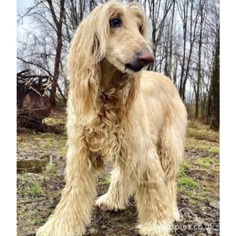 Afghan Hound