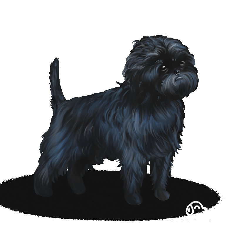 Affenpinscher