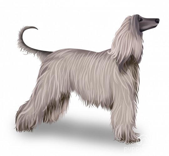 Afghan Hound