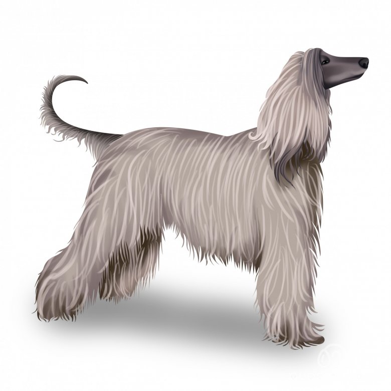 Afghan Hound