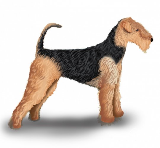 Airedale Terrier