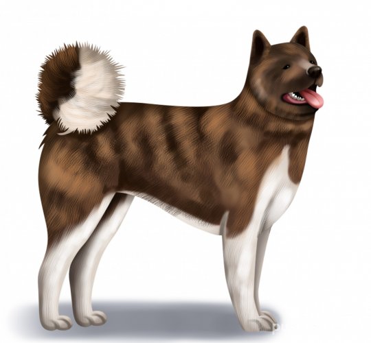 Akita