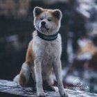 Akita