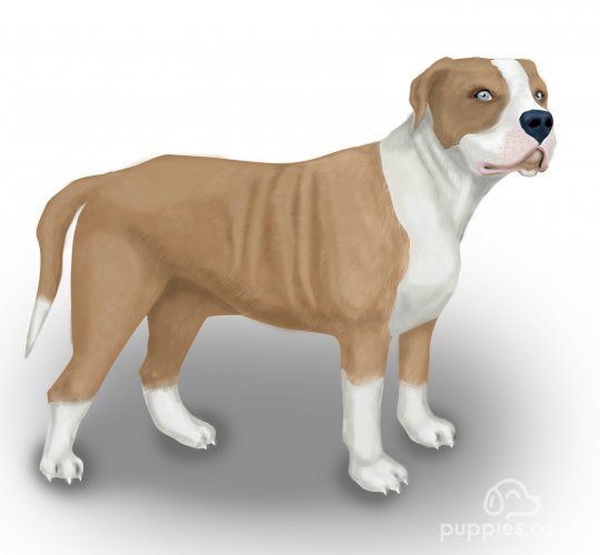 Alapaha Blue Blood Bulldog