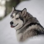 Alaskan Malamute