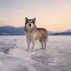 Alaskan Malamute