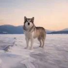 Alaskan Malamute