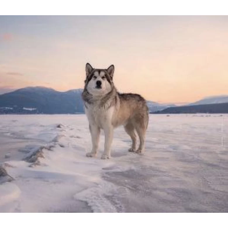 Alaskan Malamute