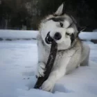 Alaskan Malamute