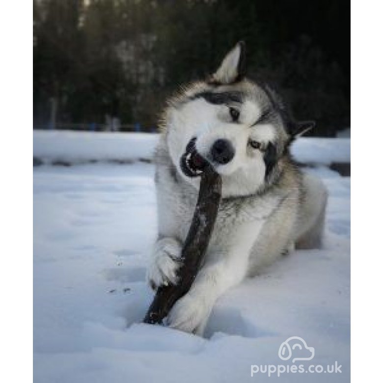 Alaskan Malamute