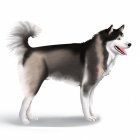 Alaskan Malamute