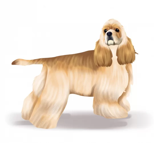 American Cocker Spaniel