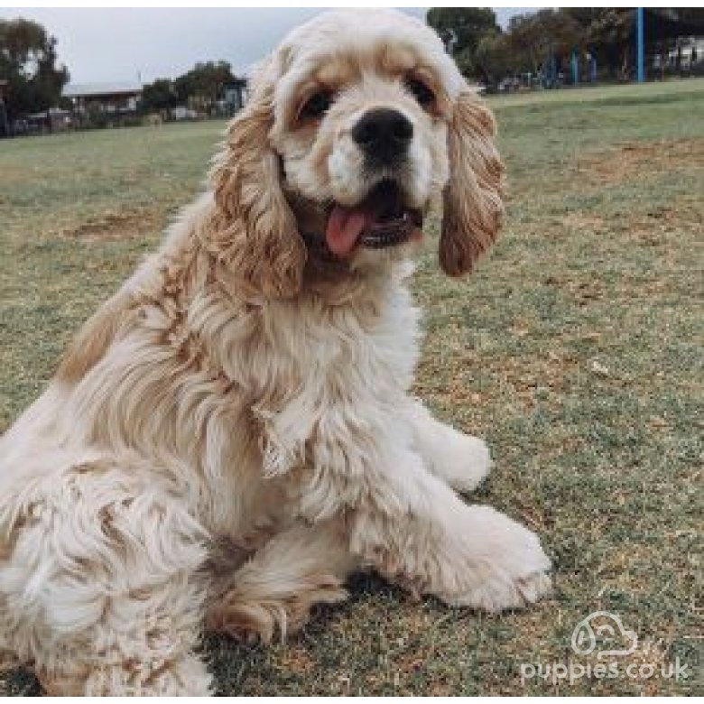 American Cocker Spaniel