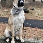 Anatolian Shepherd Dog