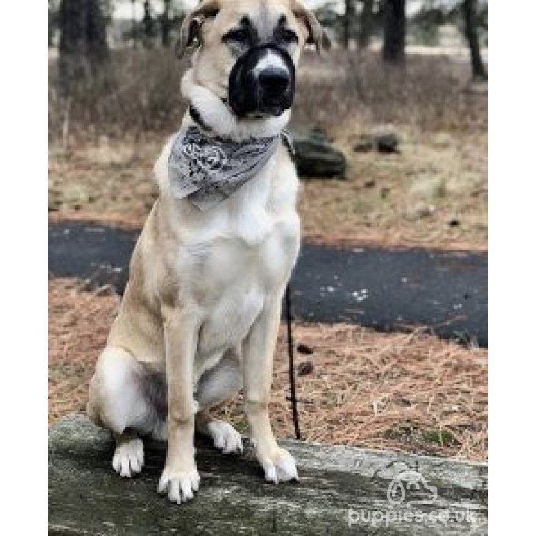 Anatolian Shepherd Dog