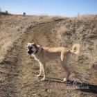 Anatolian Shepherd Dog