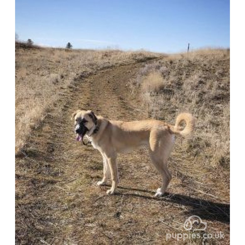 Anatolian Shepherd Dog