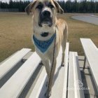 Anatolian Shepherd Dog