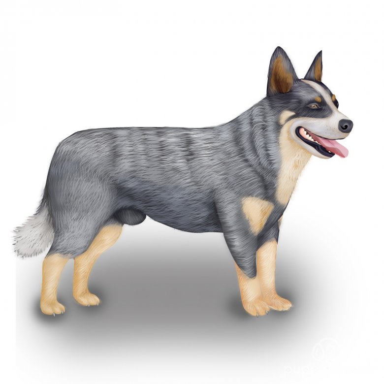 Australian Cattle Dog