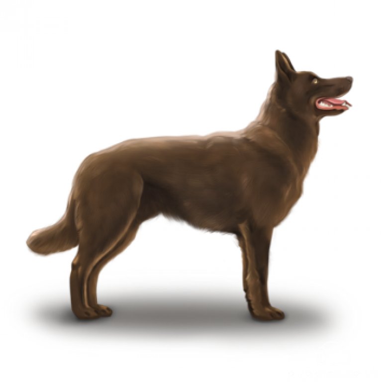 Australian Kelpie