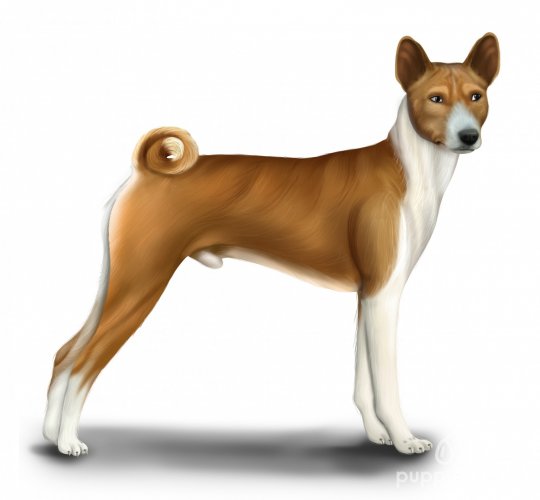 Basenji