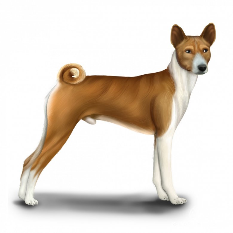 Basenji