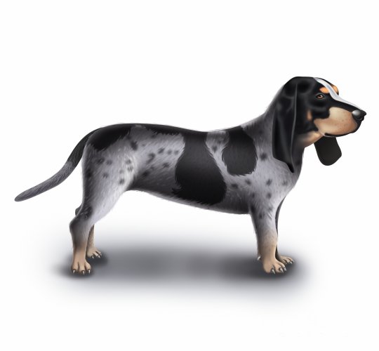 Basset Bleu De Gascogne