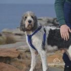 Basset Griffon Vendeen