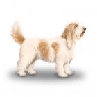 Basset Griffon Vendeen