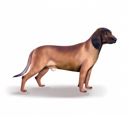 Bavarian Mountain Hound