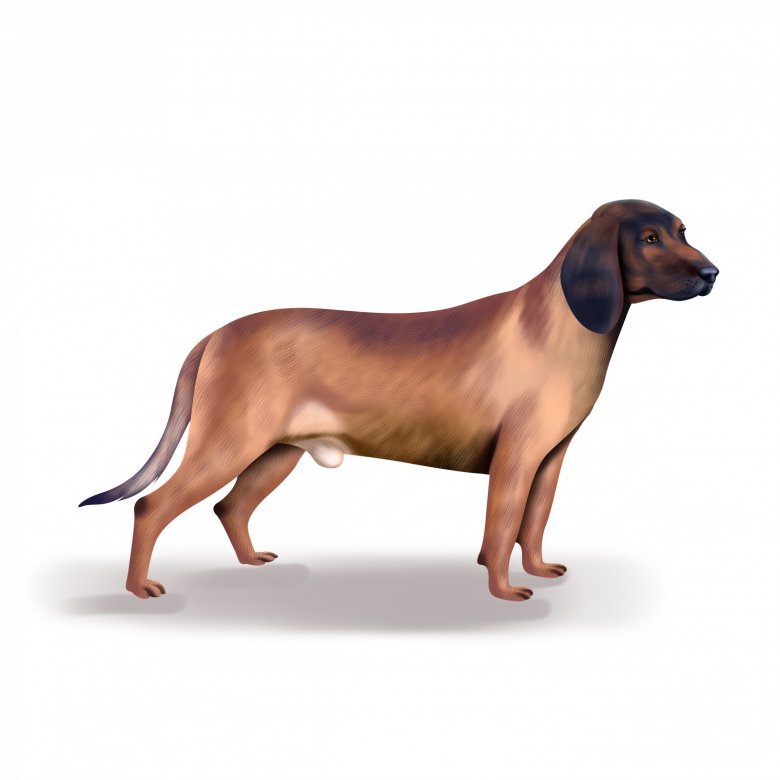 Bavarian Mountain Hound