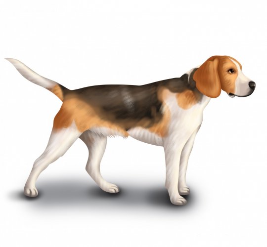 Beagle