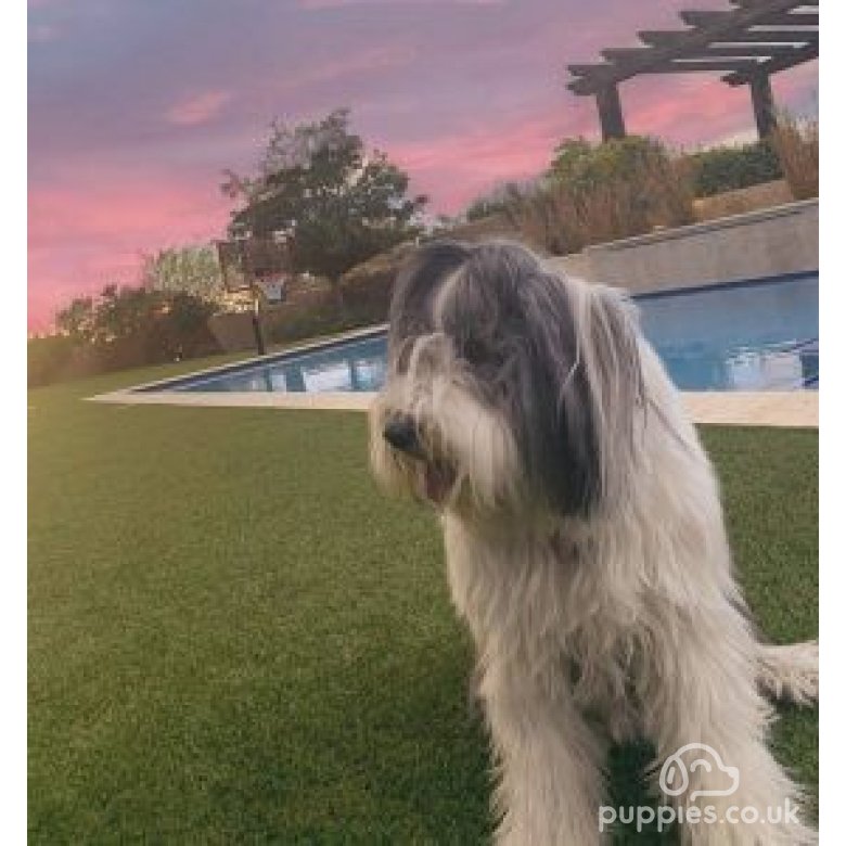 Bearded Collie