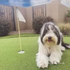 Bearded Collie