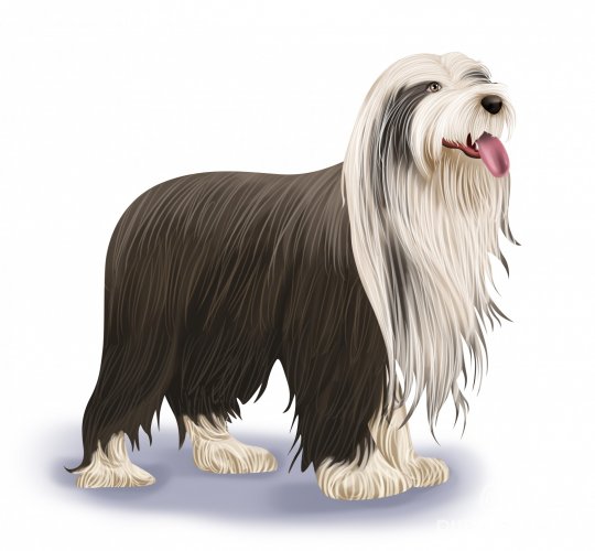 Bearded Collie