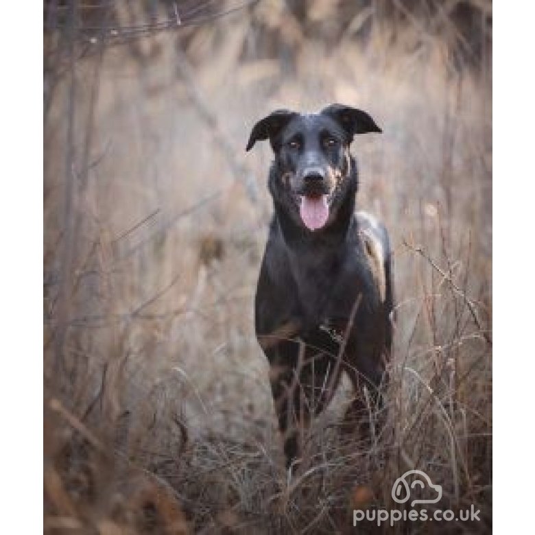 Beauceron