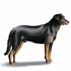 Beauceron