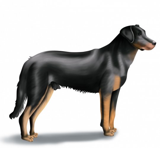 Beauceron