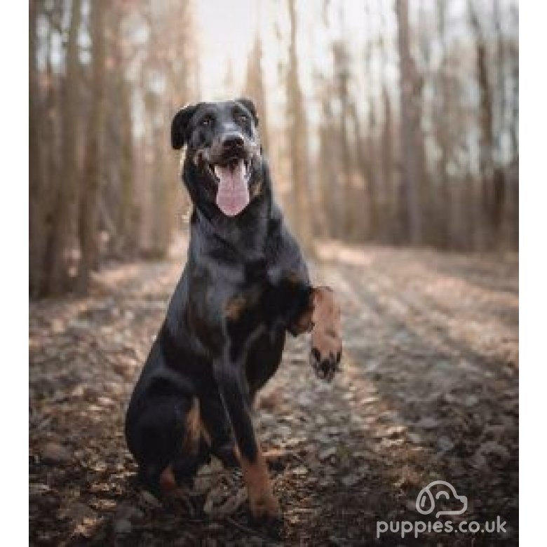 Beauceron