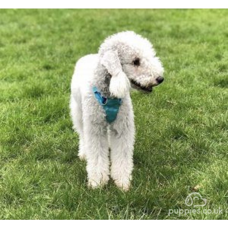 Bedlington Terrier