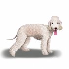 Bedlington Terrier