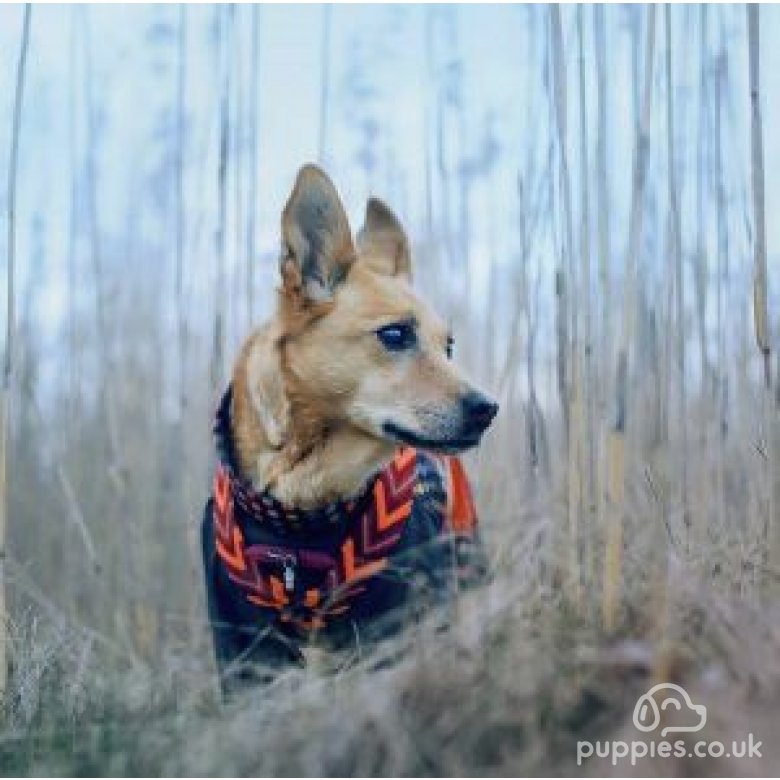 Canaan Dog