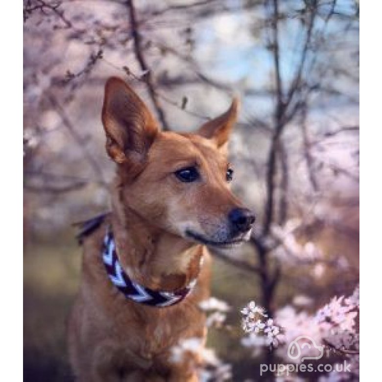 Canaan Dog