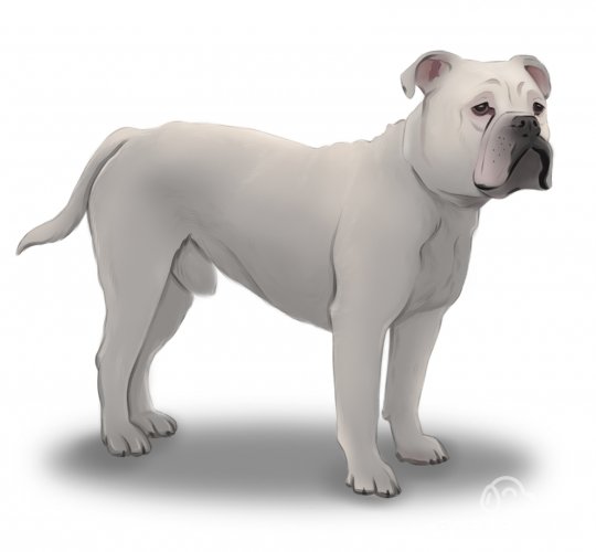 Dorset Olde Tyme Bulldogge