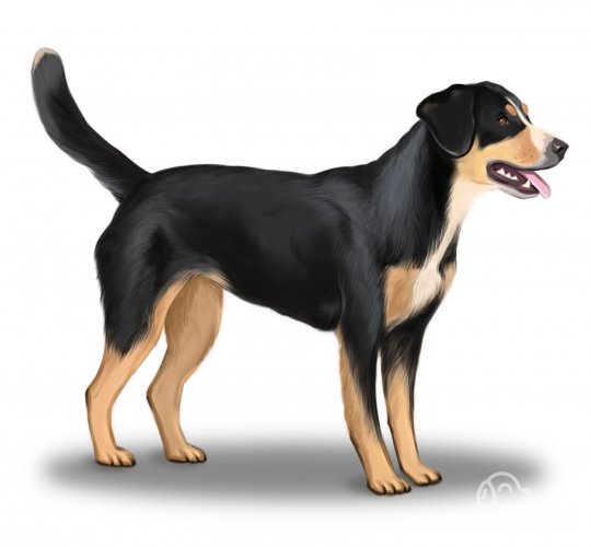 Entlebucher Mountain Dog