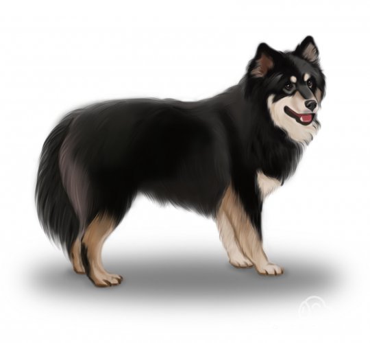 Finnish Lapphund