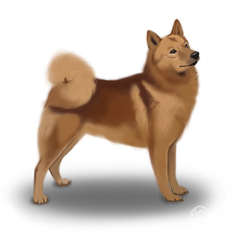 Finnish Spitz