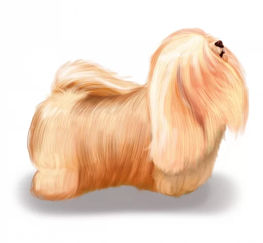 Havanese