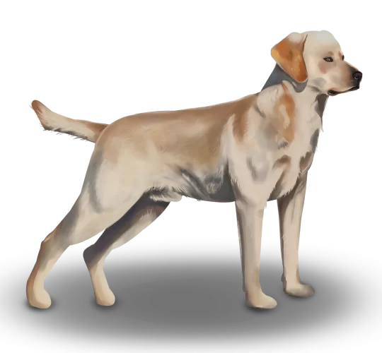 Labrador Retriever
