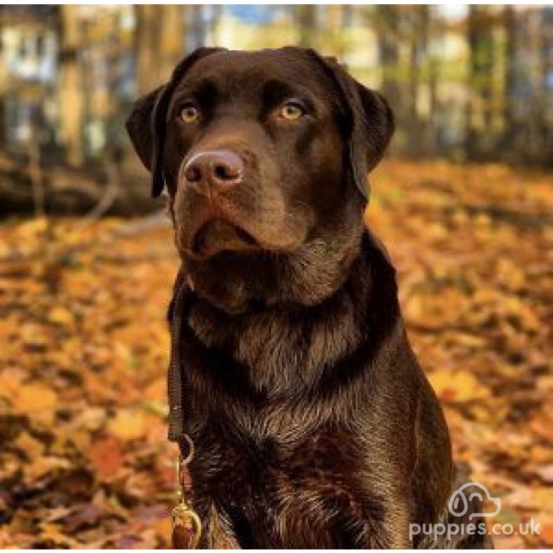 Labrador Retriever